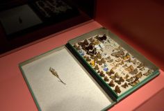 DettaglioVetrinaJIVAN