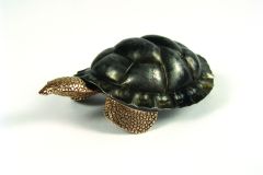 06turtle